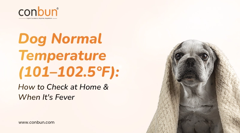 Dog Normal Temperature (101–102.5°F): How to Check at Home & When It's Fever